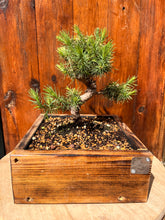 Cargar imagen en el visor de la galería, Bonsái Pinus Halepensis 9 años
