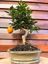 Cargar imagen en el visor de la galería, Bonsái Citrus Myrtifolia (Naranjo moruno) 10 años
