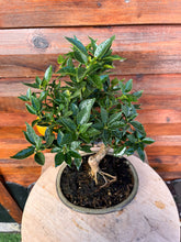 Cargar imagen en el visor de la galería, Bonsái Citrus Myrtifolia (Naranjo moruno) 10 años
