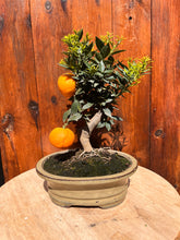 Cargar imagen en el visor de la galería, Bonsái Citrus Myrtifolia (Naranjo moruno) 10 años
